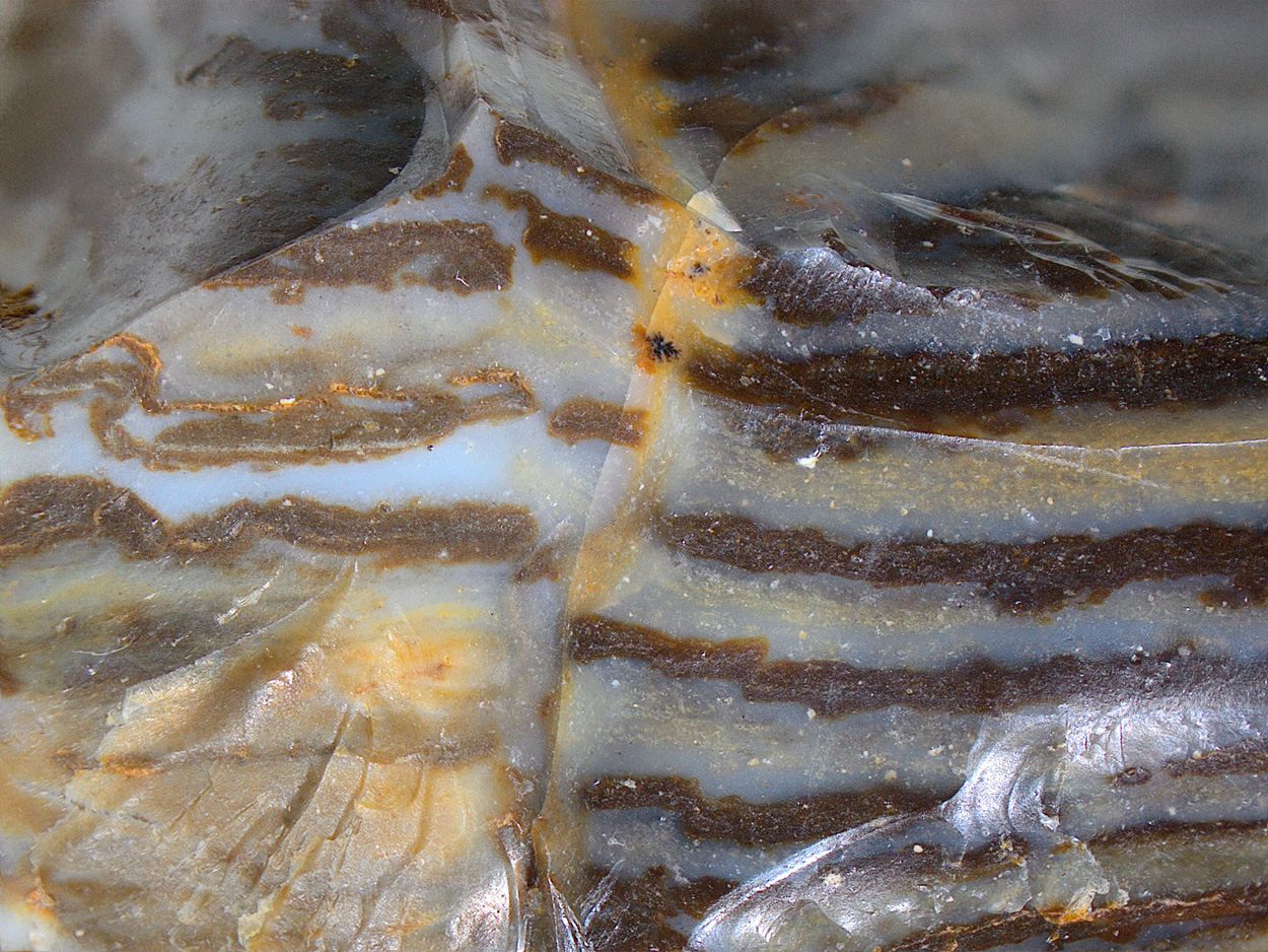 Wood Opal