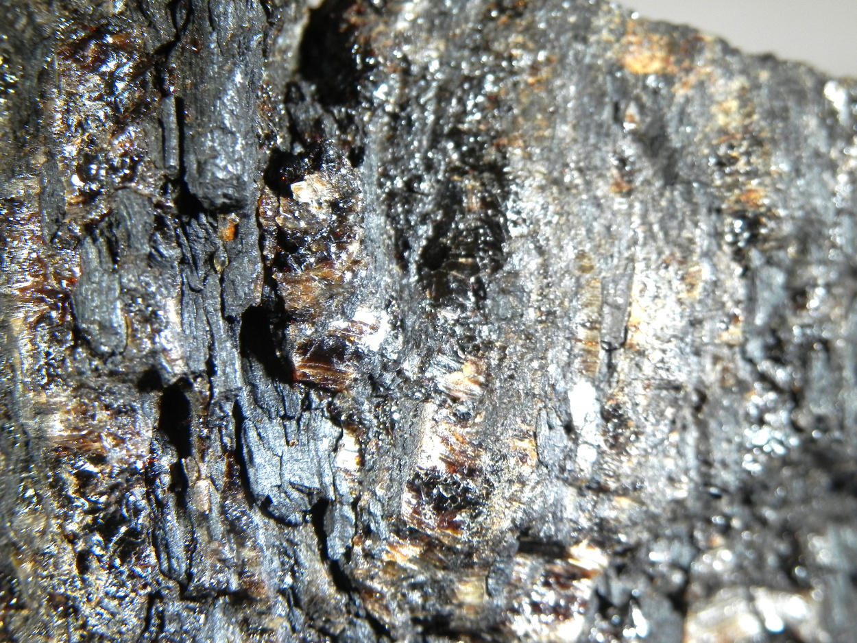 Amber With Quartz & Petrified Wood
