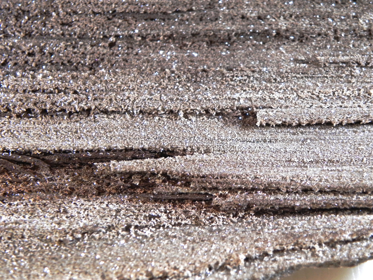 Petrified Wood With Quartz