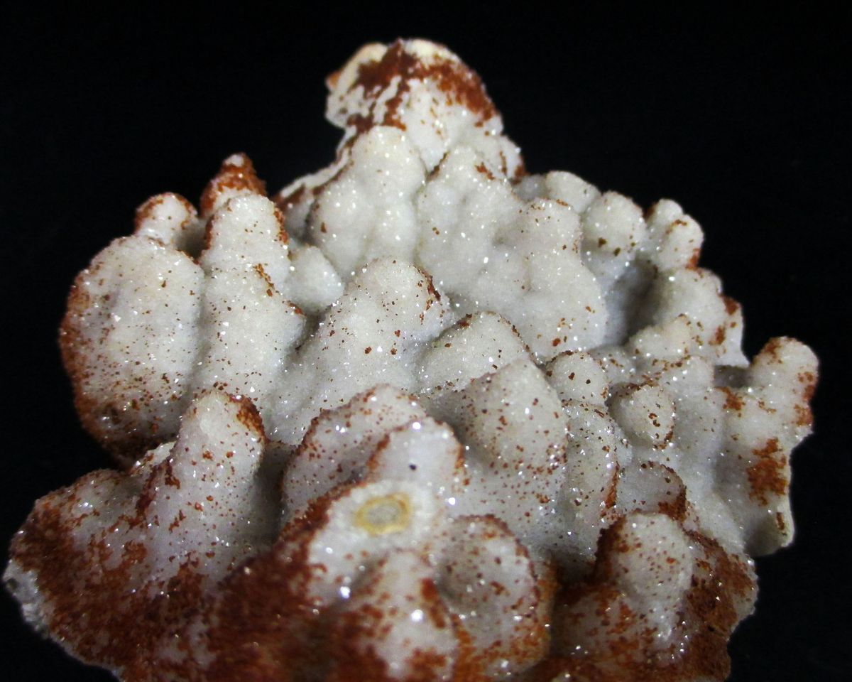 Quartz Psm Fossil Algae