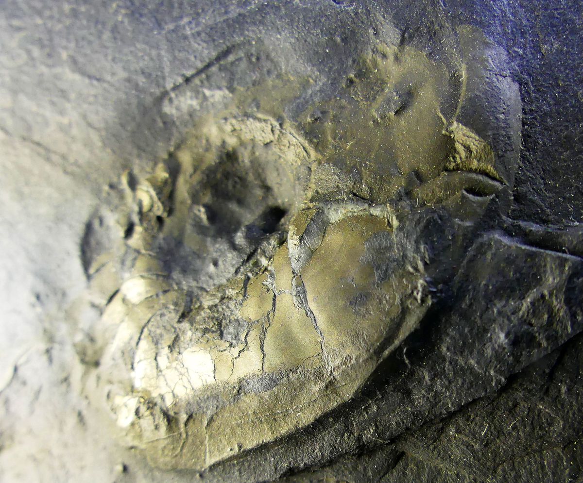 Pyrite Psm Fossil Goniatids