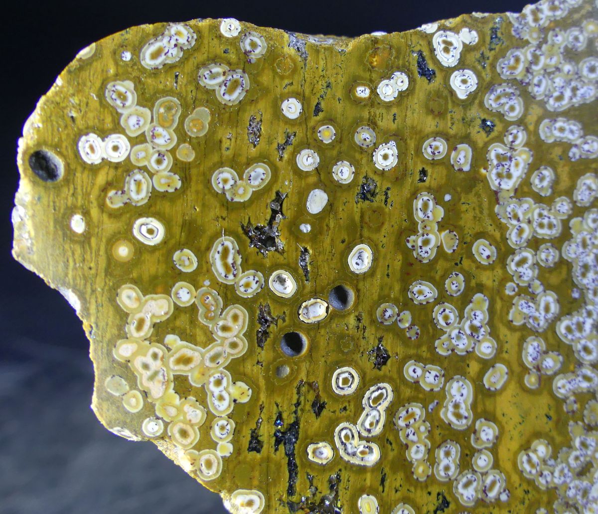 Archaea Bacteria In Eisenkiesel Psm Fossil Stromatolite