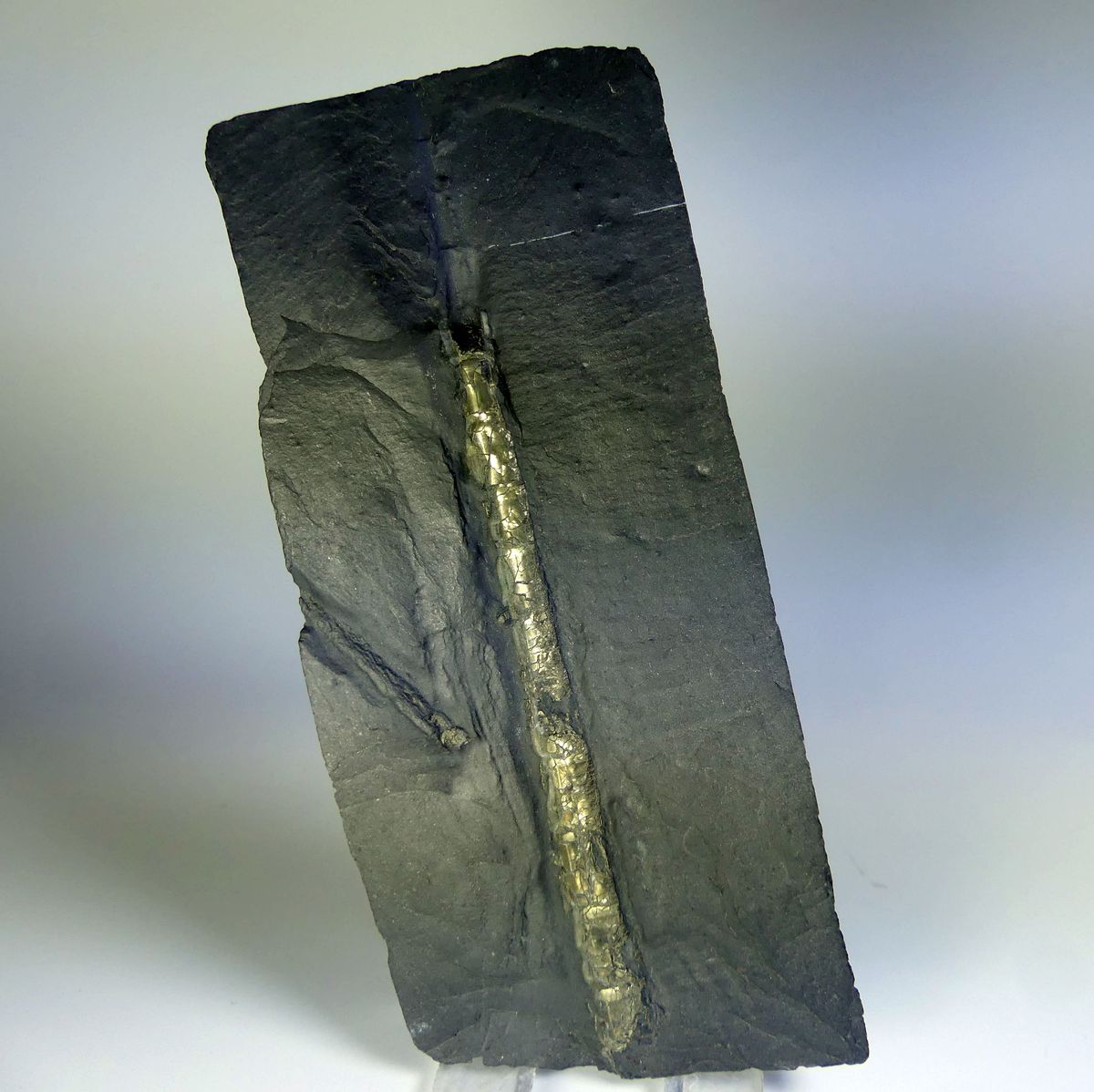 Pyrite Psm Fossil Orthoceras