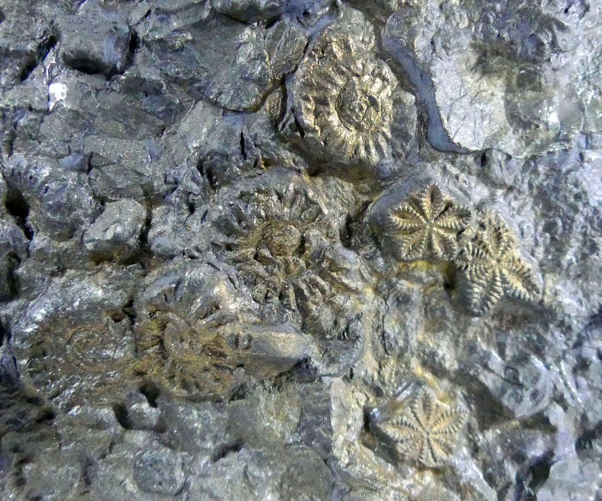 Pyritised Fossil