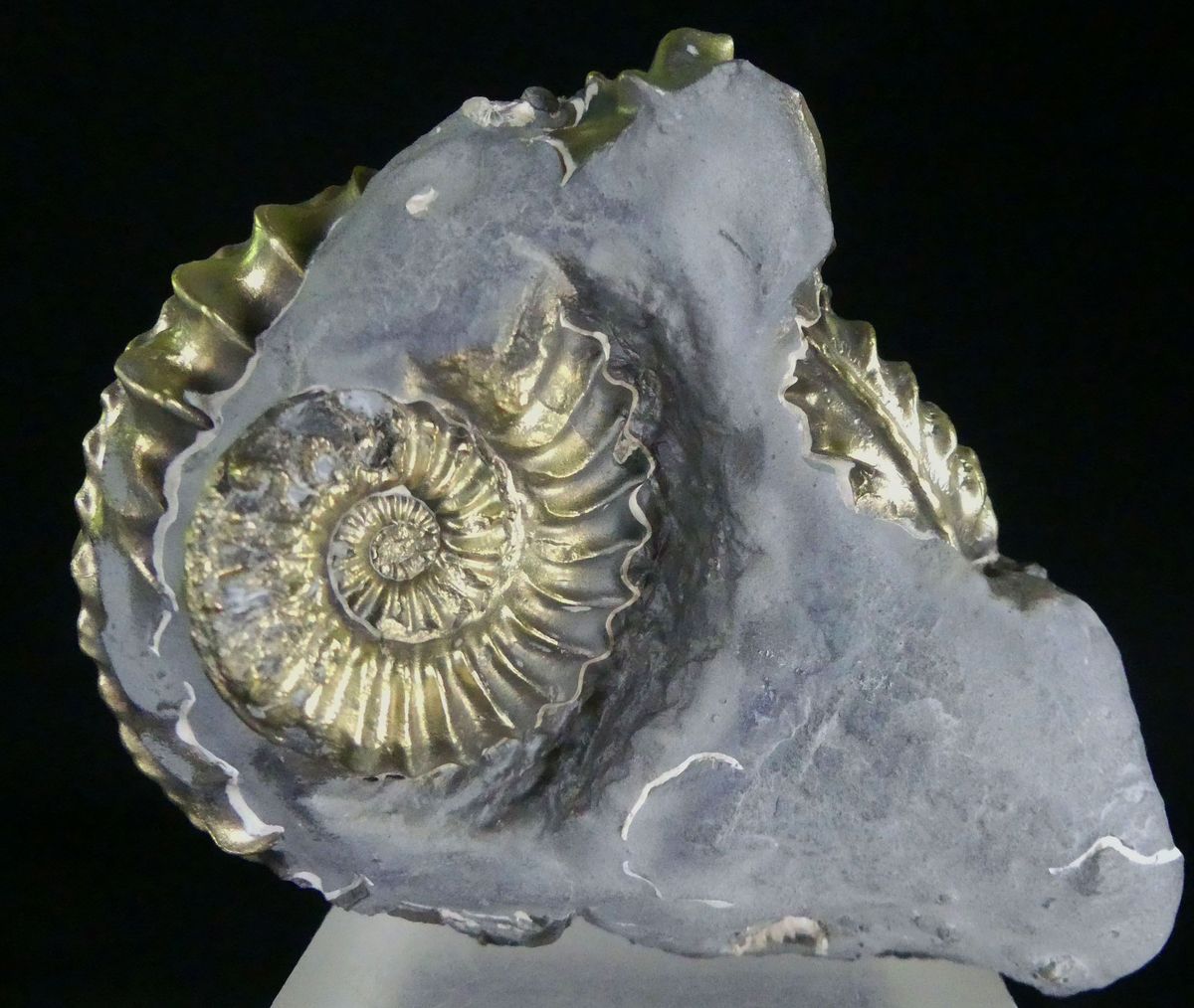 Pyritised Ammonite