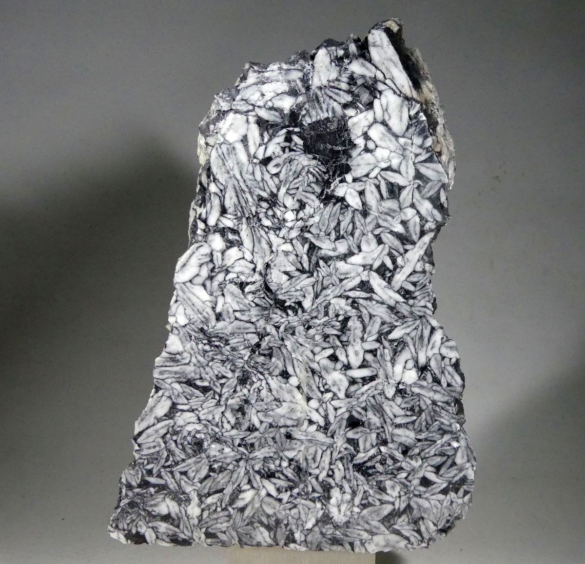 Pinolite