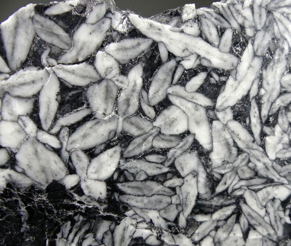 Pinolite