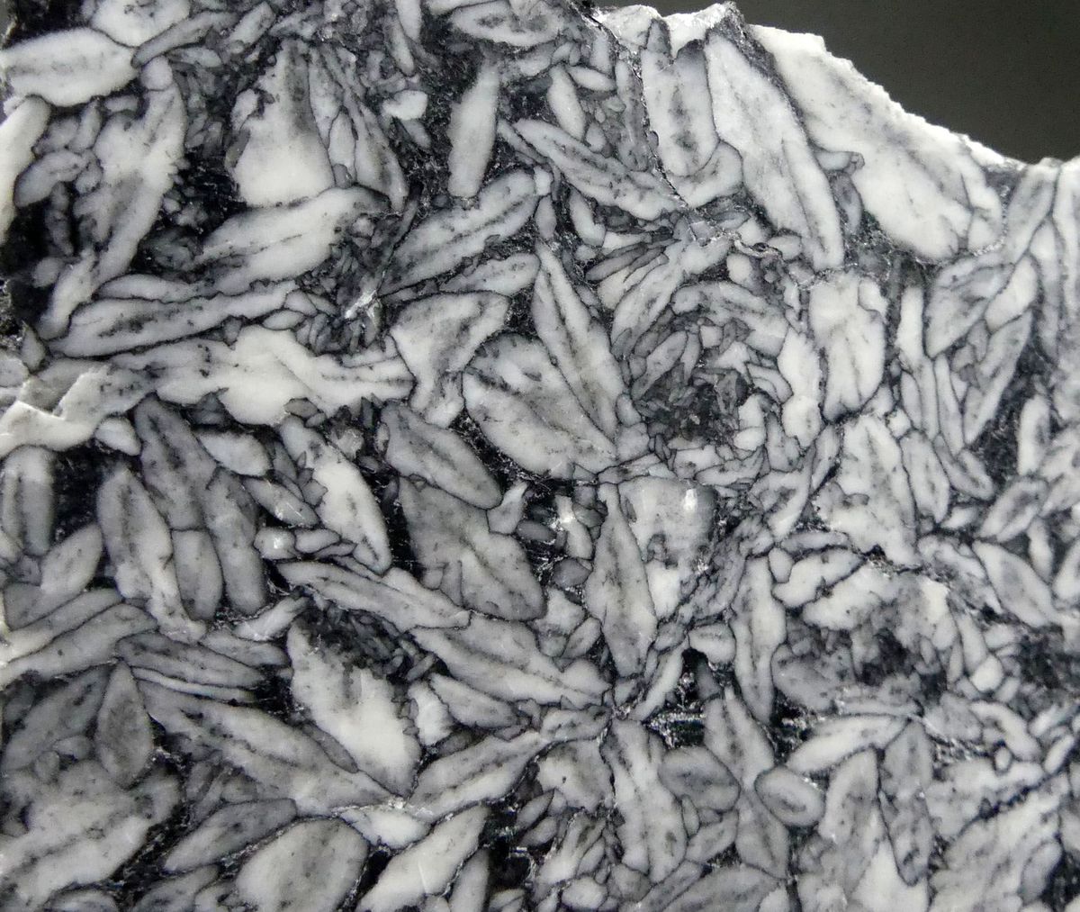 Pinolite