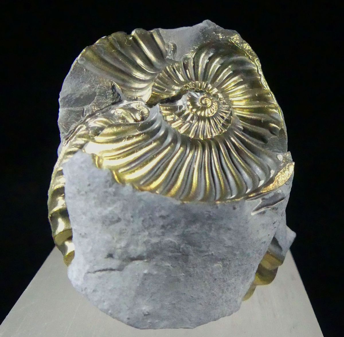 Pyritised Ammonite