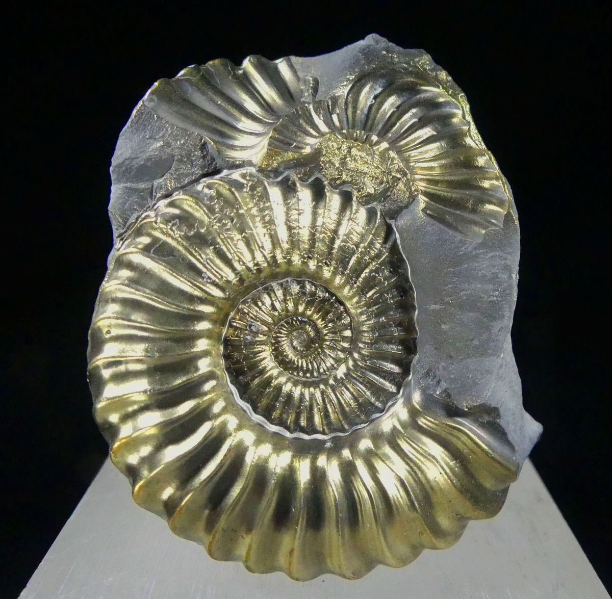 Pyritised Ammonite