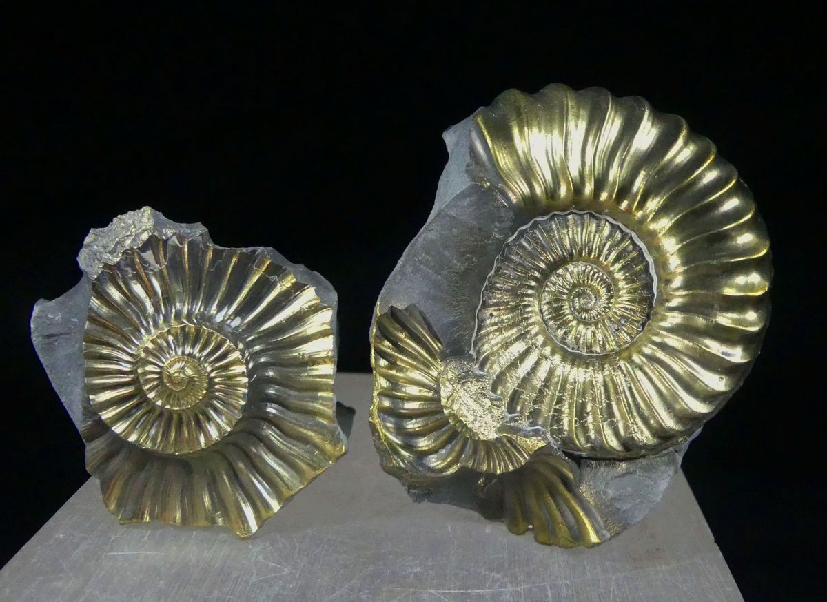 Pyritised Ammonite