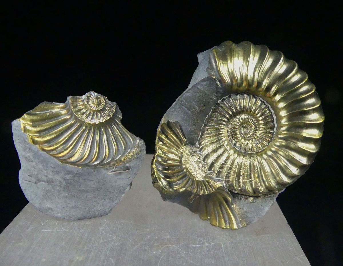 Pyritised Ammonite