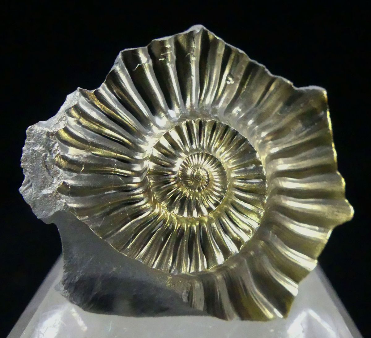 Pyritised Ammonite