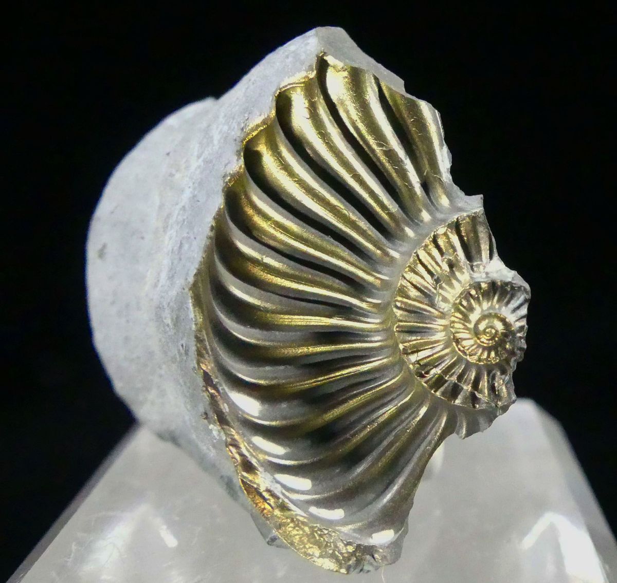 Pyritised Ammonite