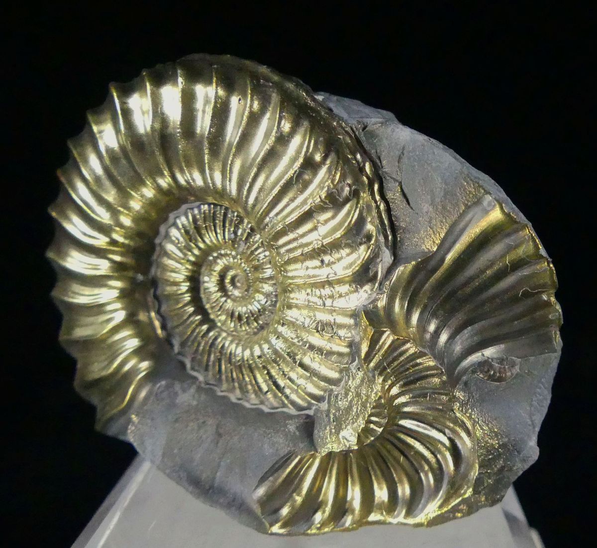 Pyritised Ammonite