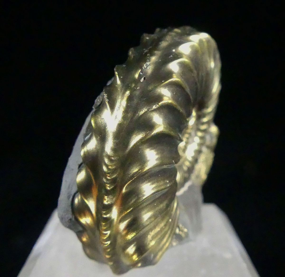 Pyritised Ammonite