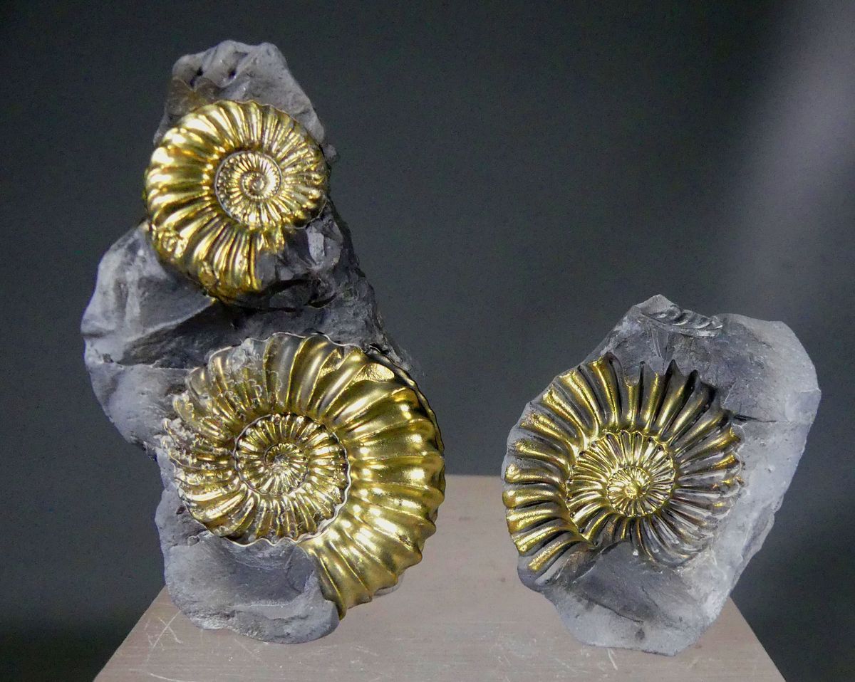 Pyritised Ammonite