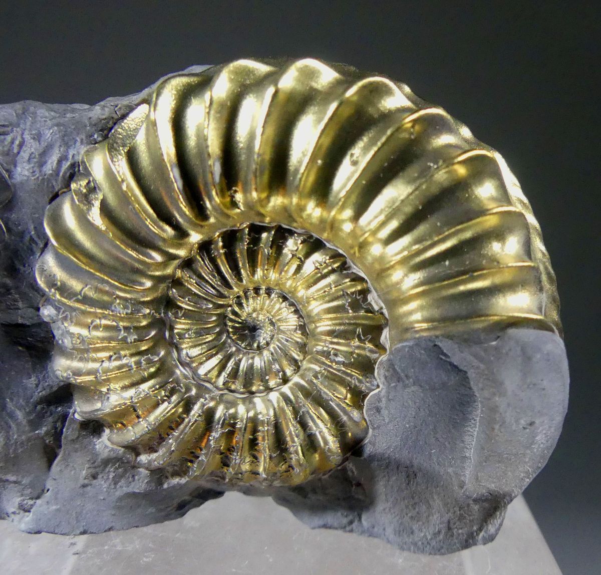 Pyritised Ammonite