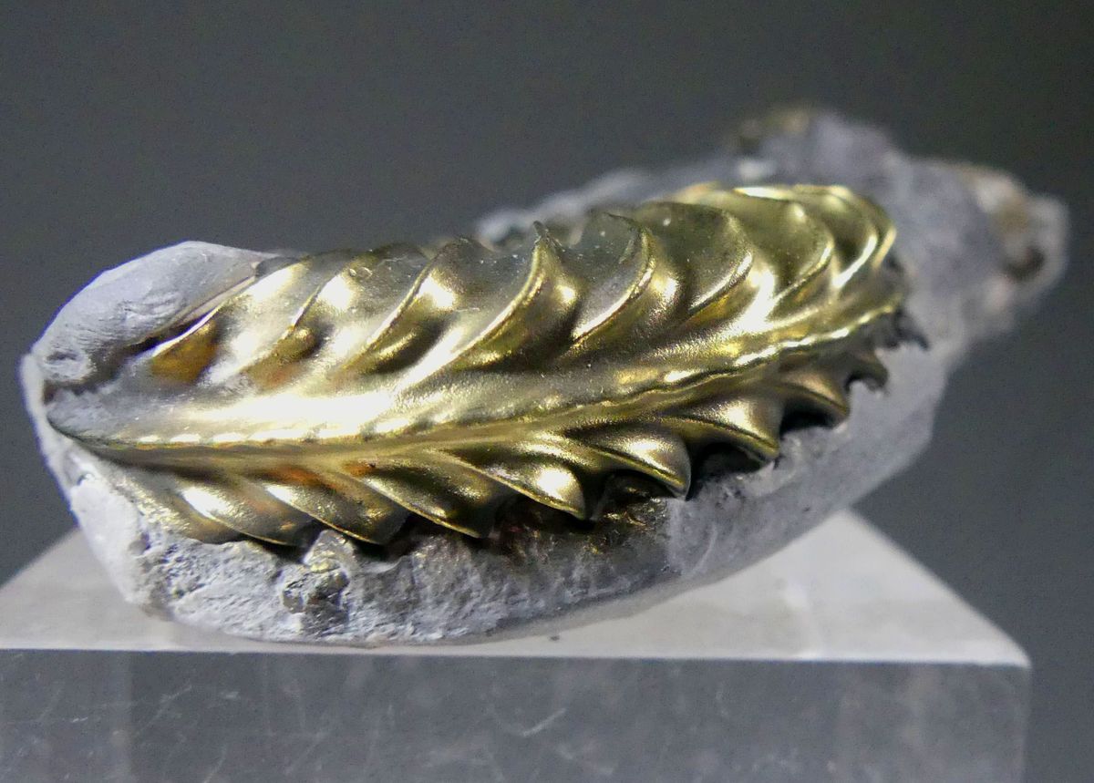 Pyritised Ammonite