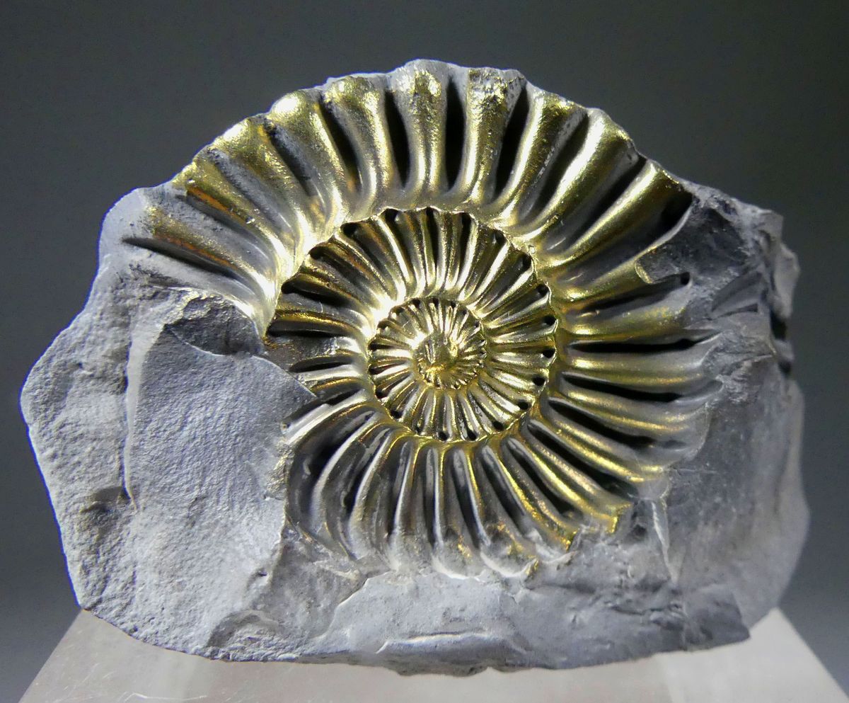 Pyritised Ammonite