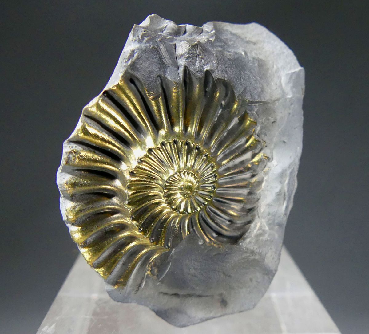 Pyritised Ammonite