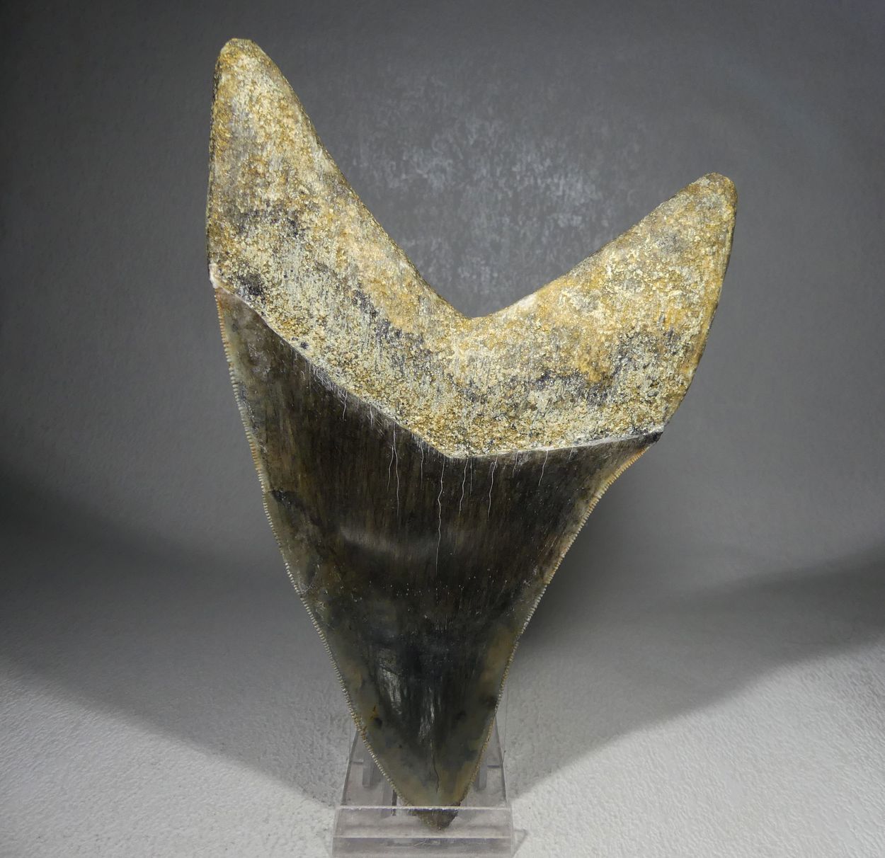 Fossil Megalodon Tooth