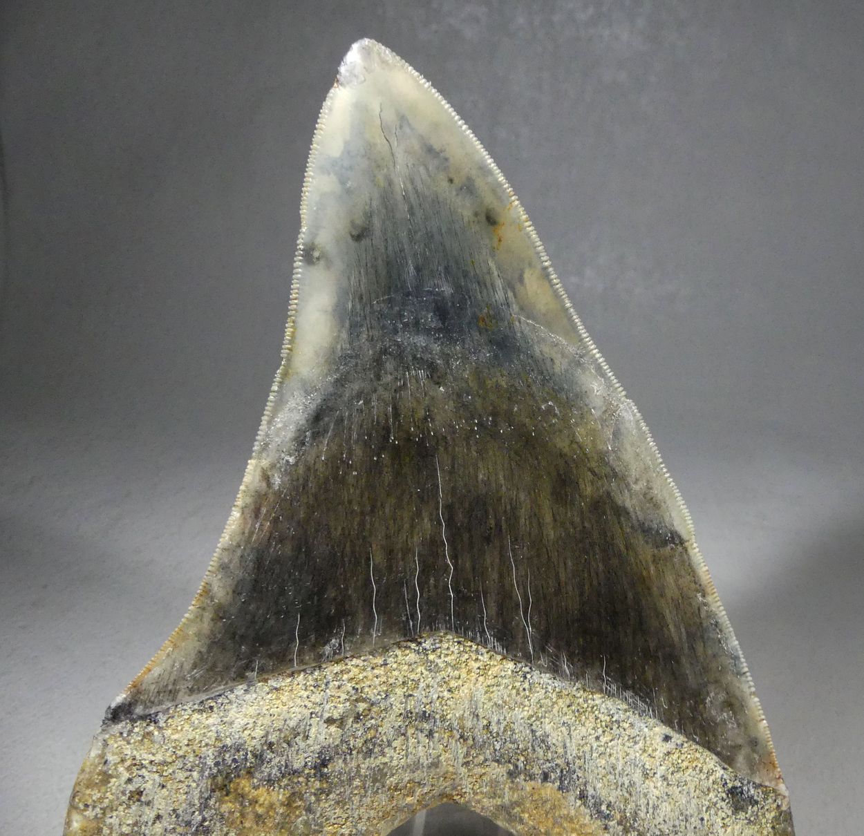 Fossil Megalodon Tooth
