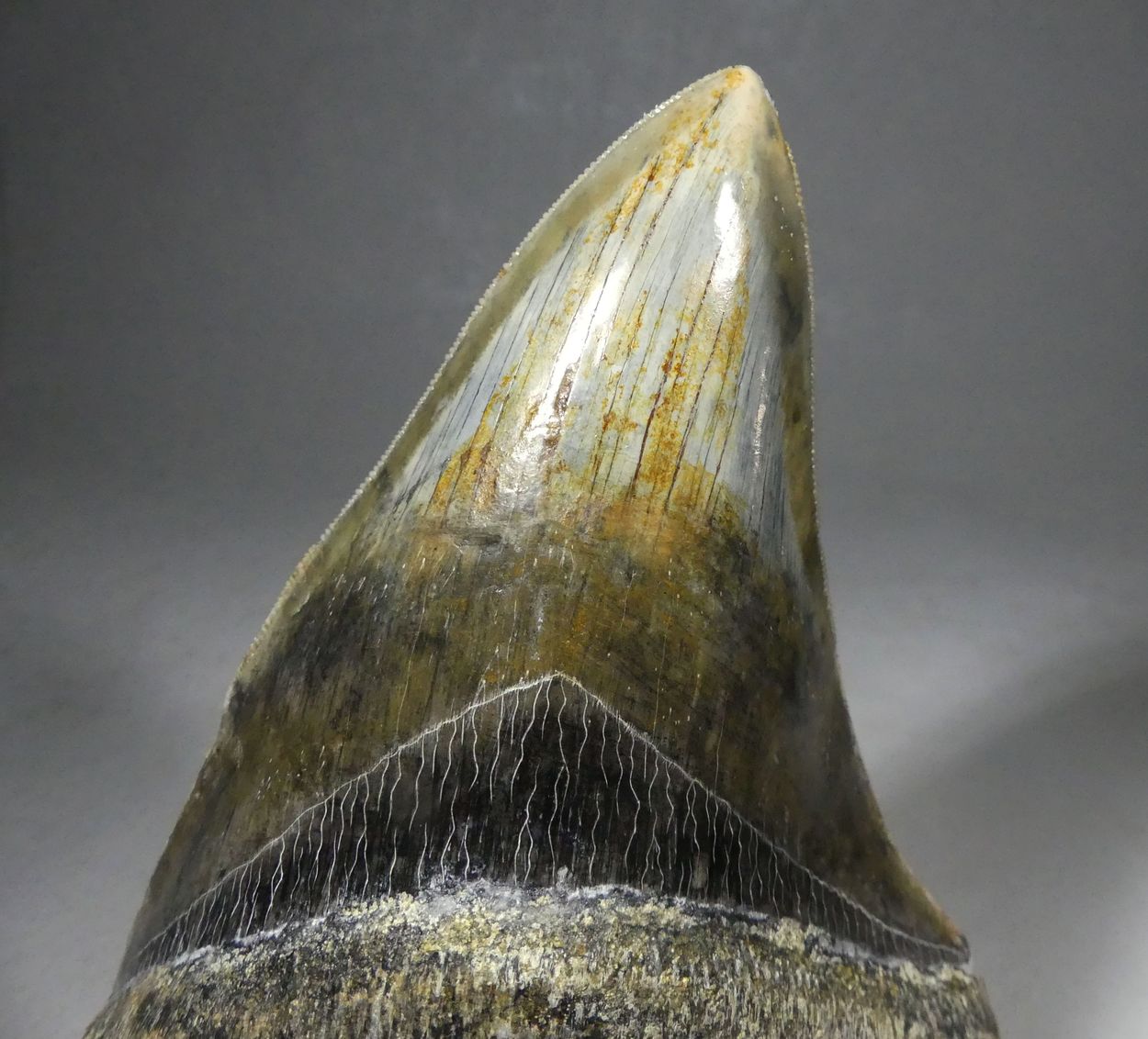 Fossil Megalodon Tooth