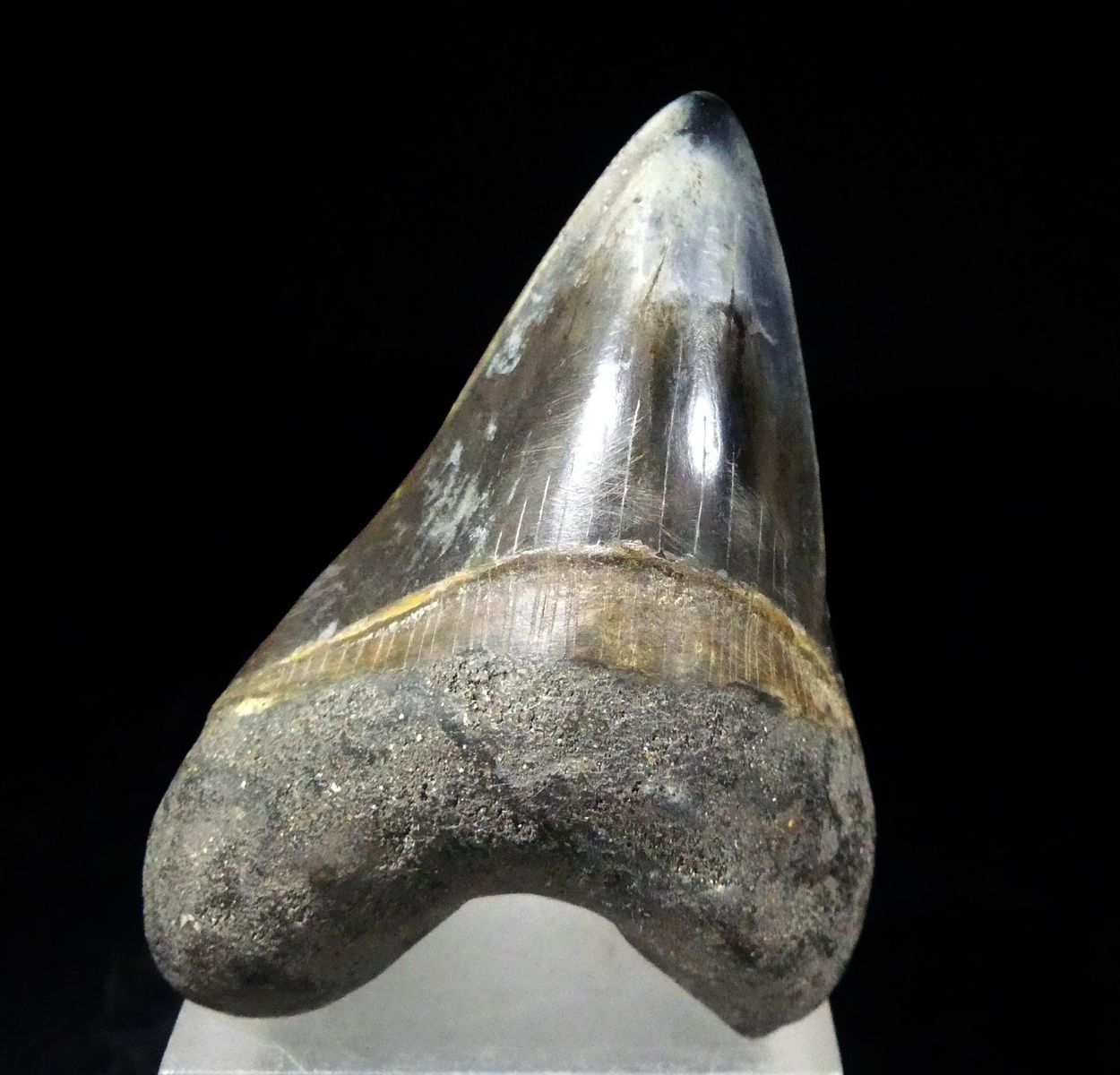 Fossil Tooth
