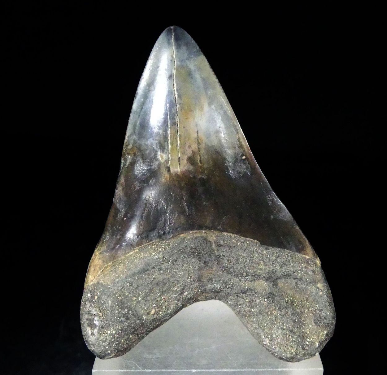 Fossil Tooth