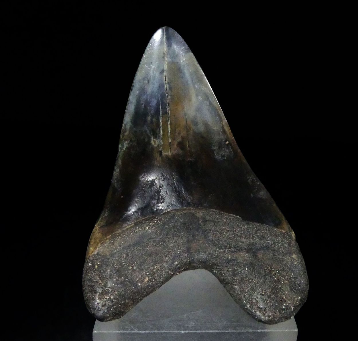 Fossil Tooth