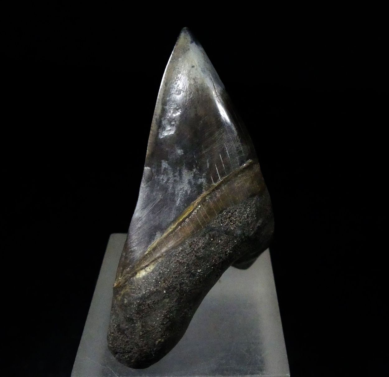 Fossil Tooth