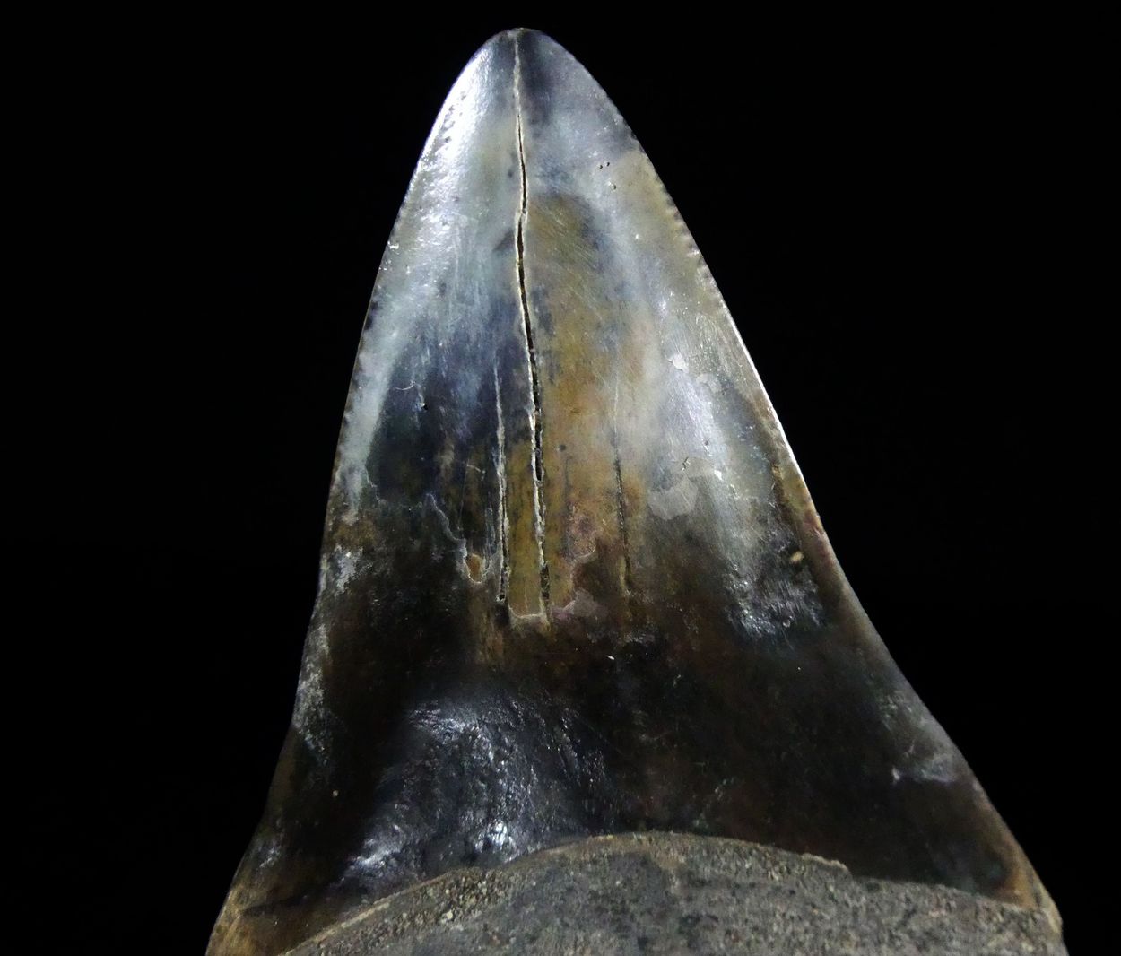 Fossil Tooth