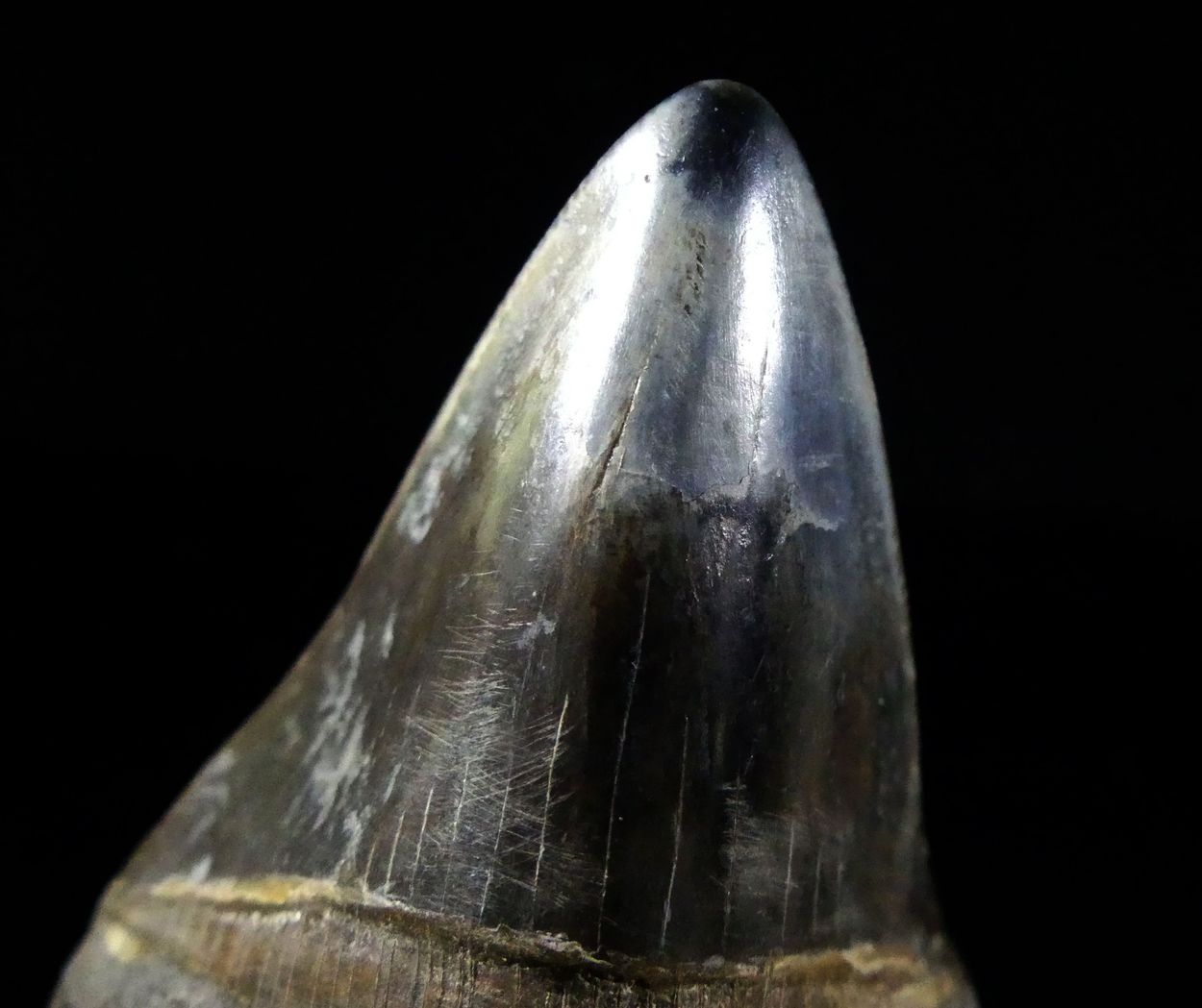 Fossil Tooth