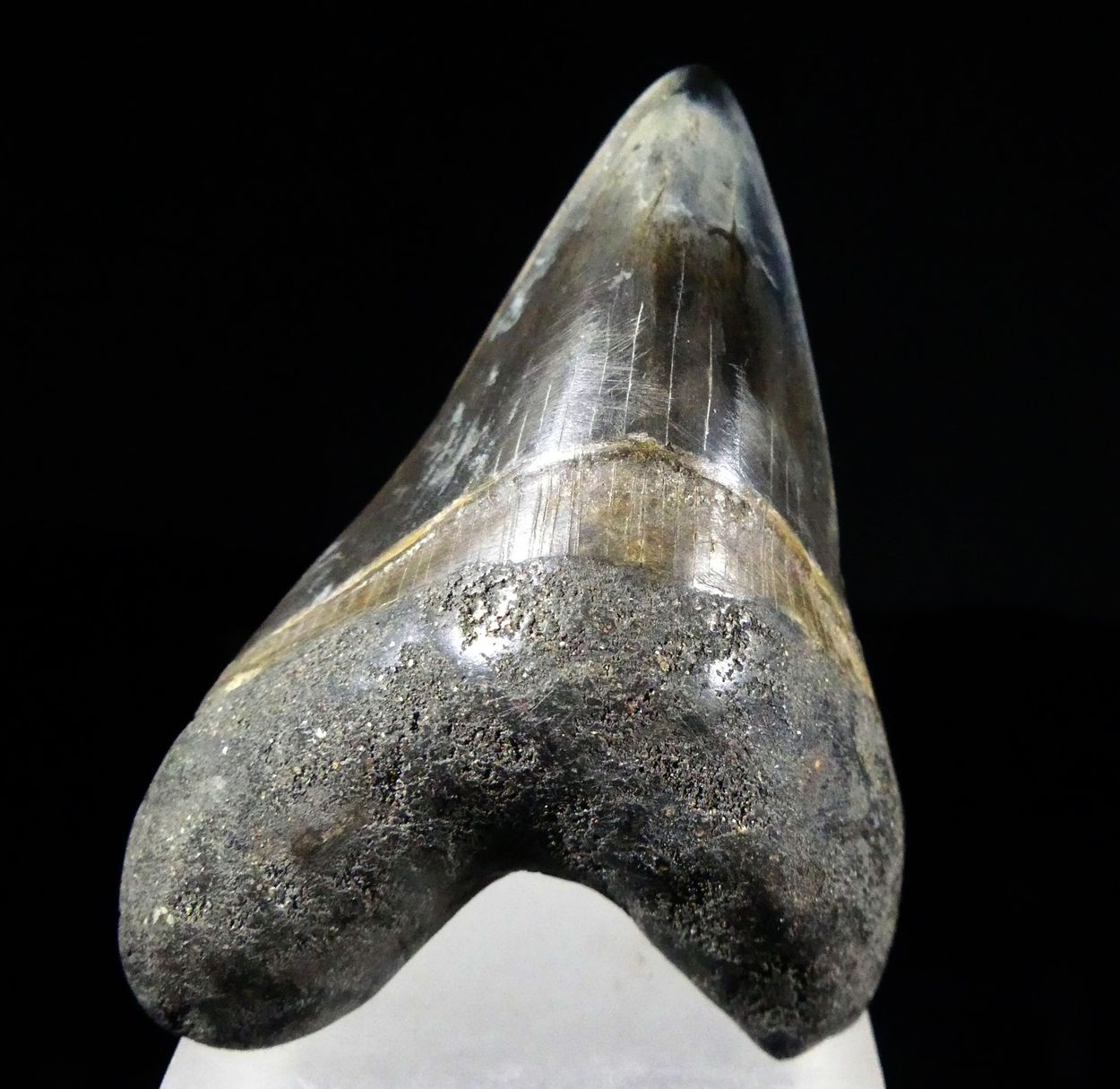 Fossil Tooth