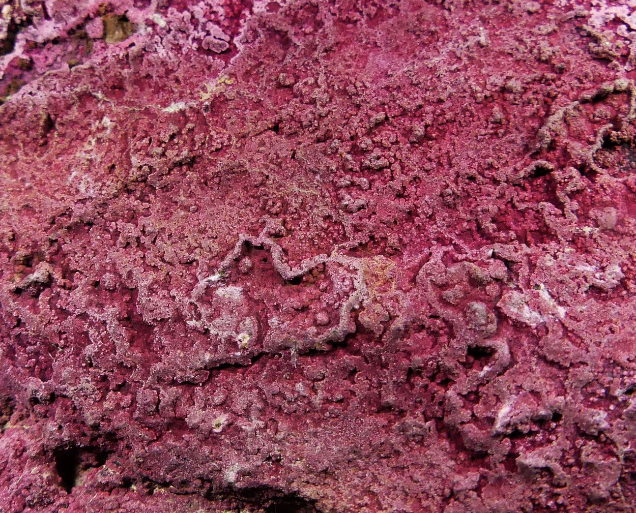 Erythrite On Magnetite