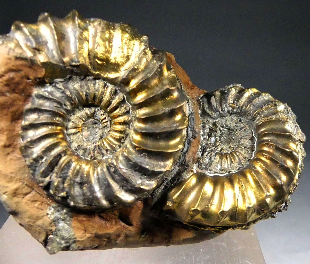 Pyritised Ammonite