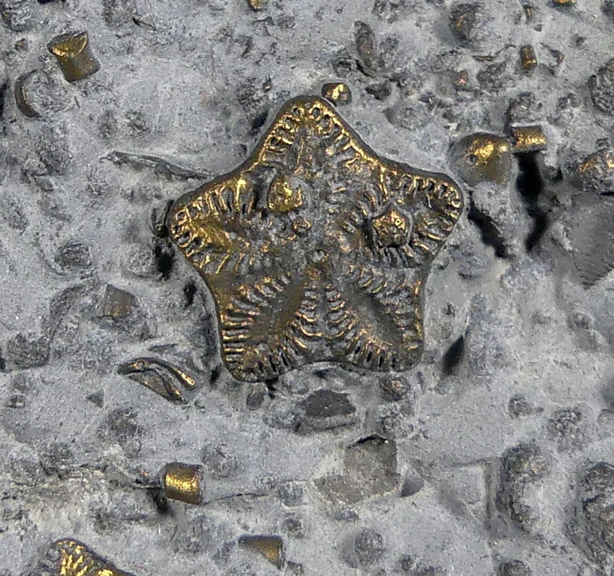Pyrite Psm Fossil Crinoid & Shell
