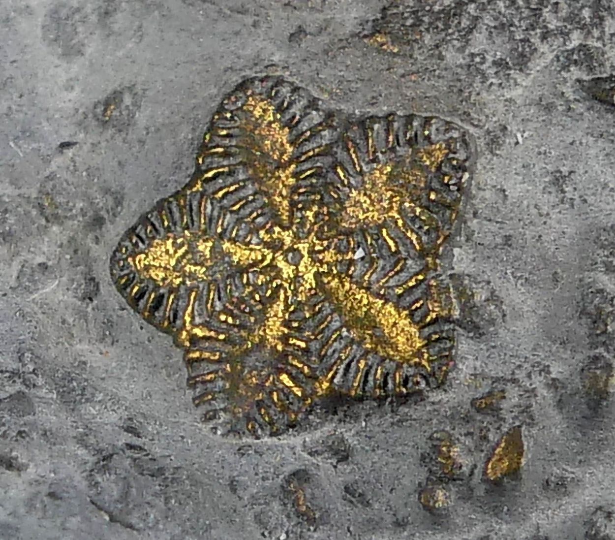 Pyrite Psm Fossil Crinoid & Shell