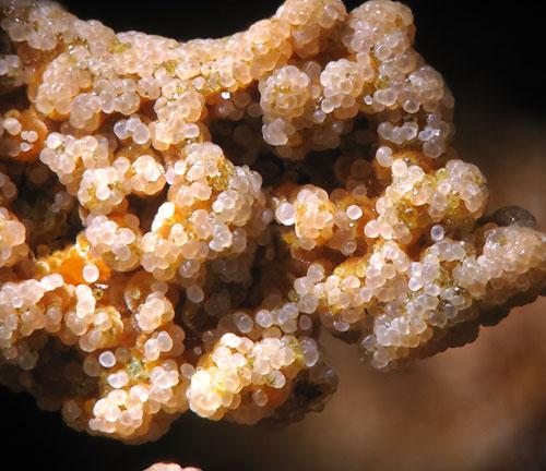 Cacoxenite & Aluminian Strengite