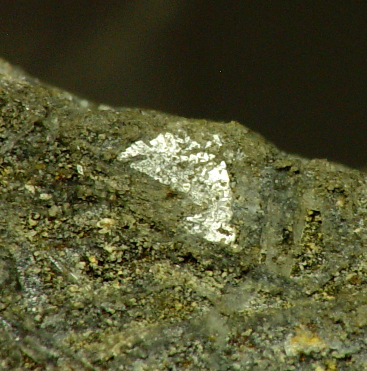Brandholzite