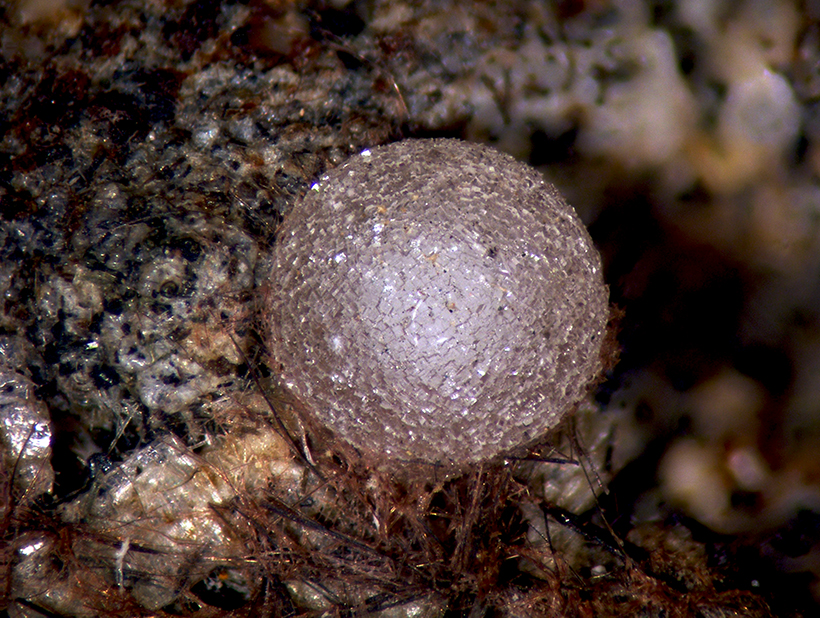 Phillipsite Gismondine & Vonsenite