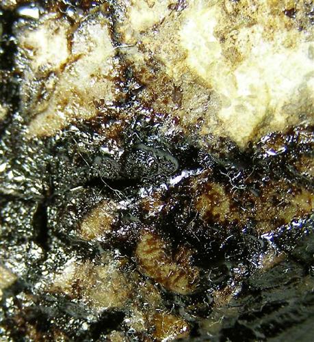 Native Asphaltum