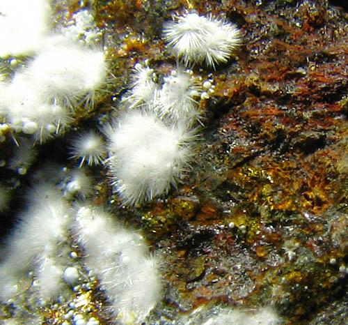 Canavesite Inderite & Dypingite