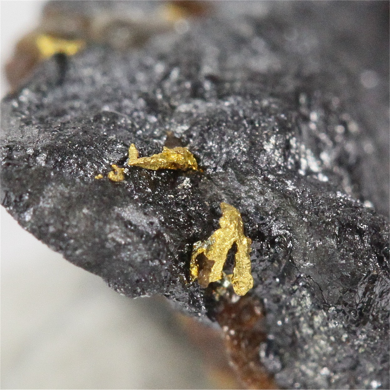 Gold With Uraninite