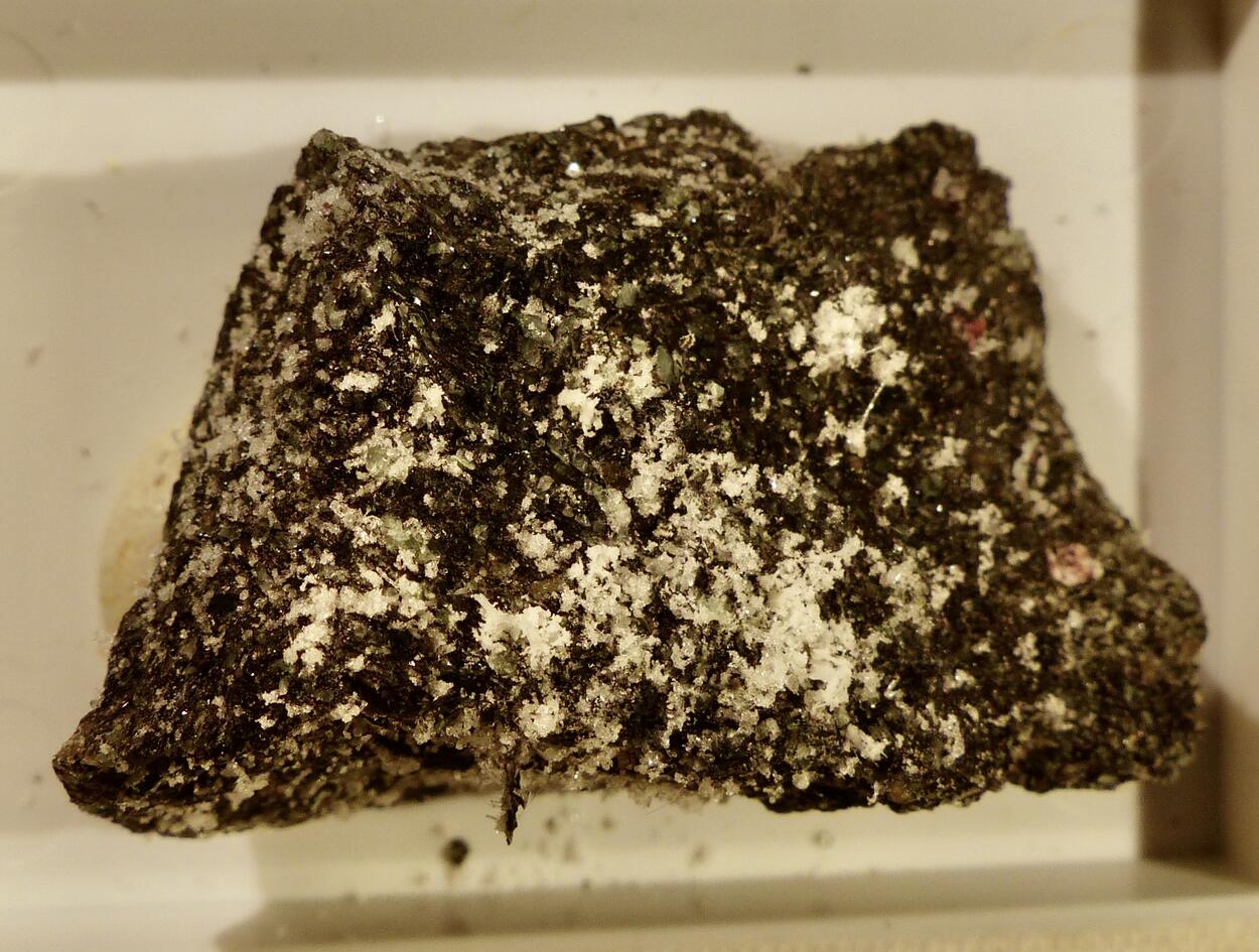 Naujakasite