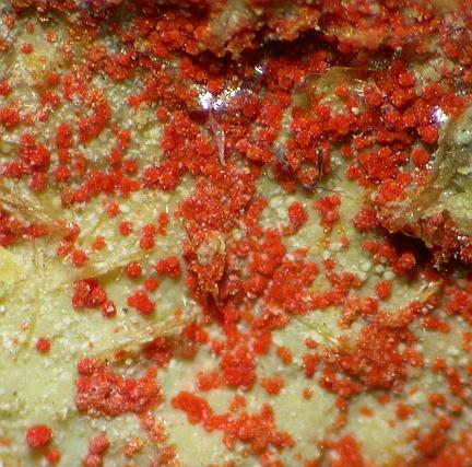 Umohoite