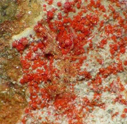 Umohoite