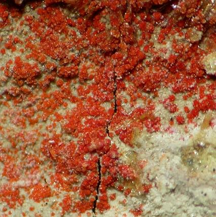 Umohoite