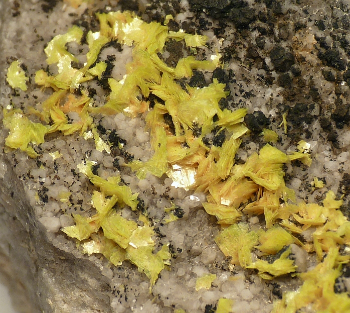 Uranocircite